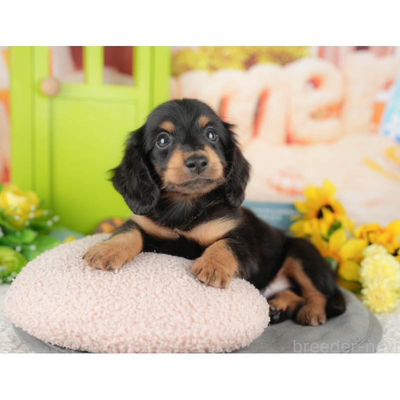 販売中の千葉県のミニチュアダックスフンド(ロングヘアード)-427394の5枚目