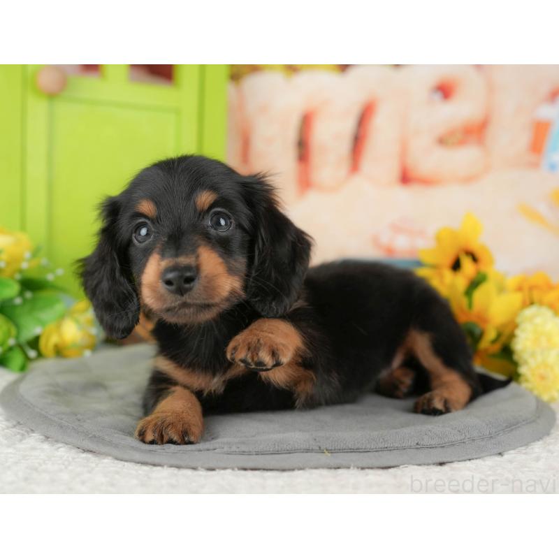 販売中の千葉県のミニチュアダックスフンド(ロングヘアード)-427394の4枚目