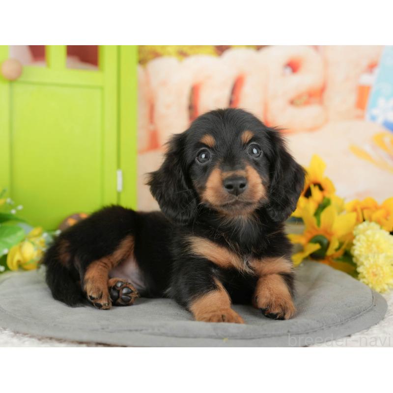 販売中の千葉県のミニチュアダックスフンド(ロングヘアード)-427394の3枚目