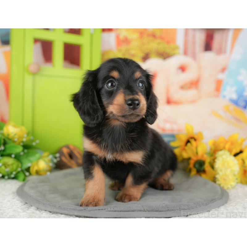 販売中の千葉県のミニチュアダックスフンド(ロングヘアード)-427394の2枚目