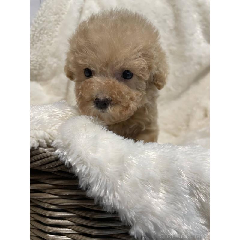 販売中の青森県のトイプードル-427395の5枚目