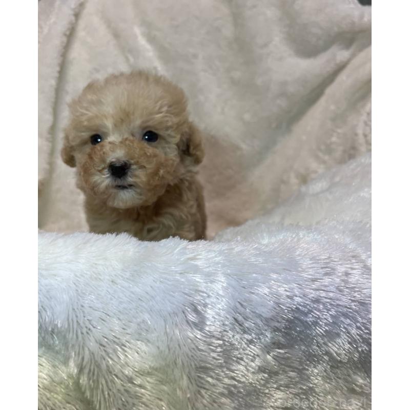 販売中の青森県のトイプードル-427395の3枚目