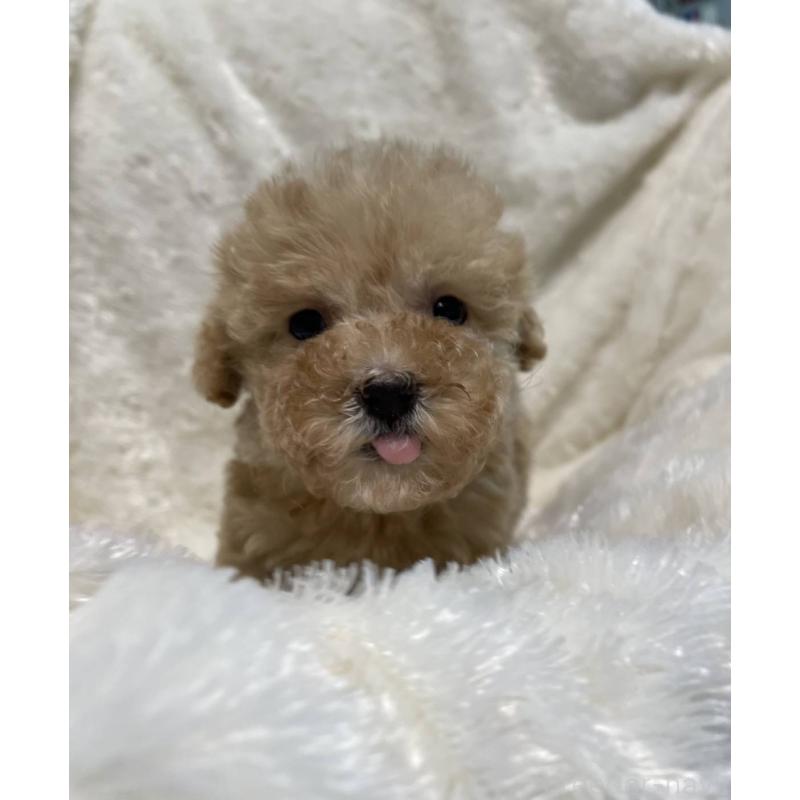 販売中の青森県のトイプードル-427395の2枚目