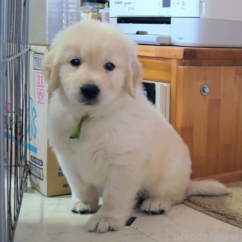 販売中の三重県のゴールデンレトリーバー-427393の1枚目