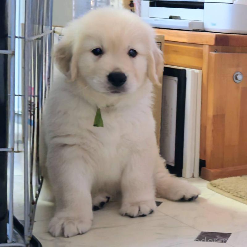 販売中の三重県のゴールデンレトリーバー-427393の6枚目