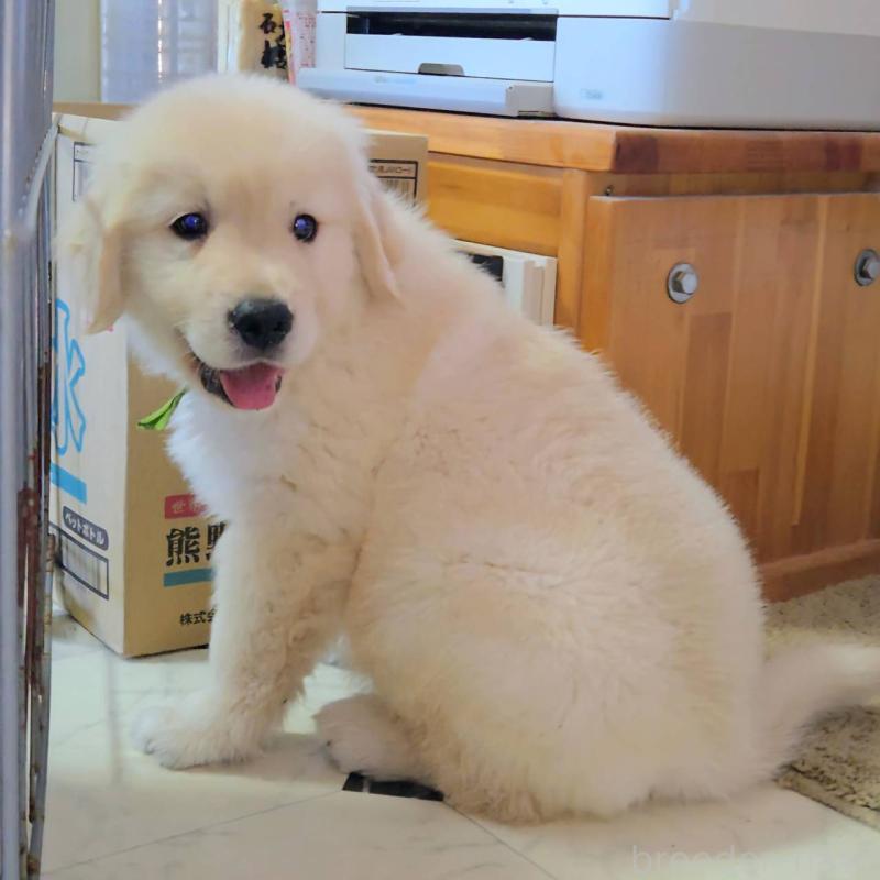 販売中の三重県のゴールデンレトリーバー-427393の5枚目