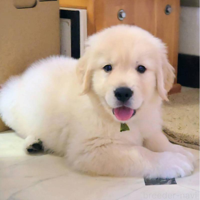 販売中の三重県のゴールデンレトリーバー-427393の4枚目