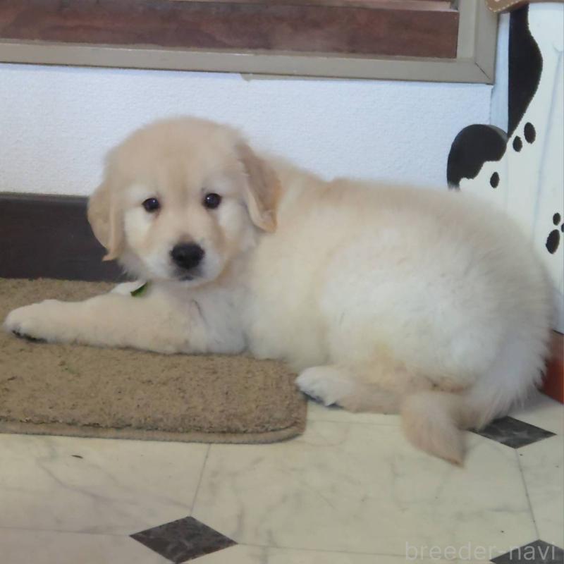 販売中の三重県のゴールデンレトリーバー-427393の3枚目