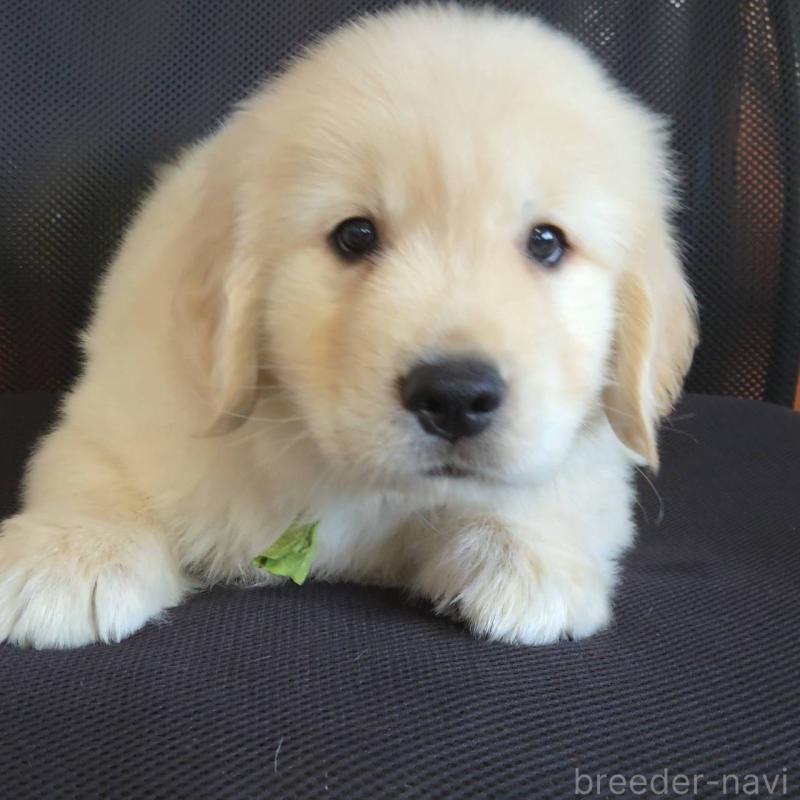 販売中の三重県のゴールデンレトリーバー-427393の2枚目