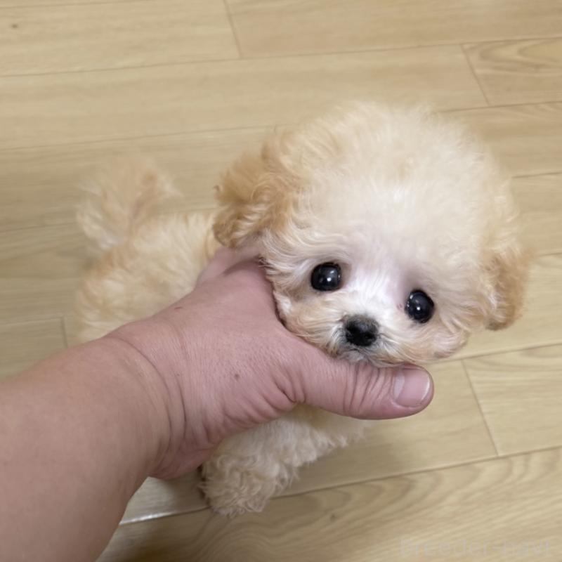 販売中の東京都のティーカッププードル-427396の1枚目