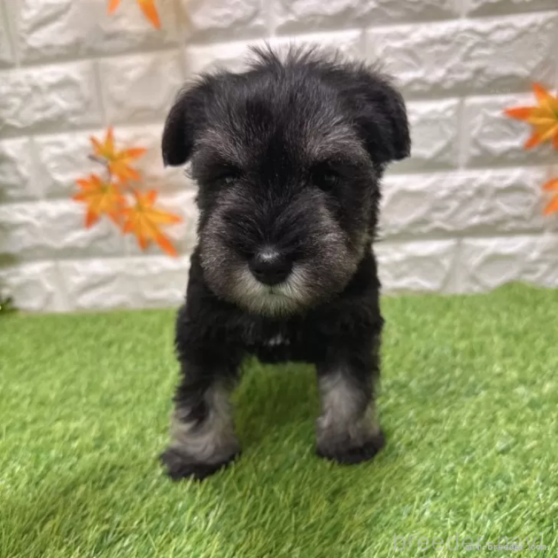 販売中の愛知県のミニチュアシュナウザー-426409