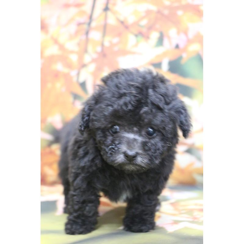 販売中の千葉県のティーカッププードル-427033の12枚目