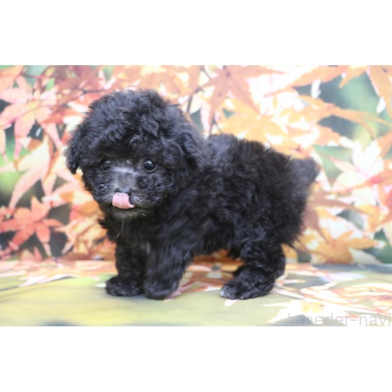 販売中の千葉県のティーカッププードル-427033の11枚目