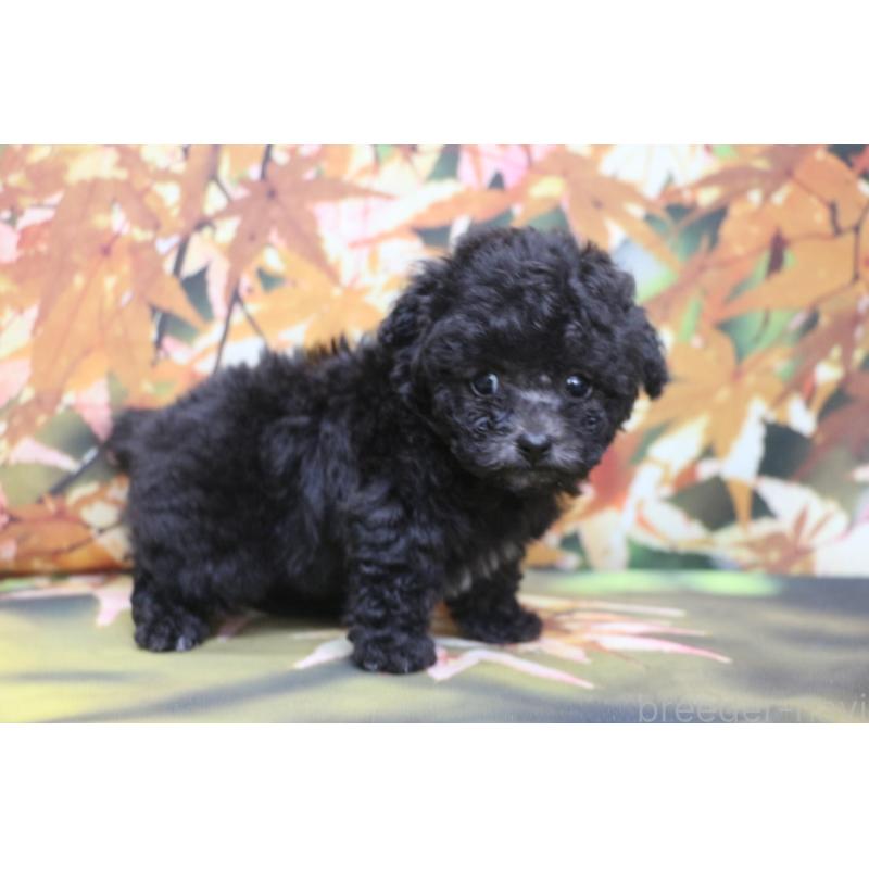 販売中の千葉県のティーカッププードル-427033の10枚目