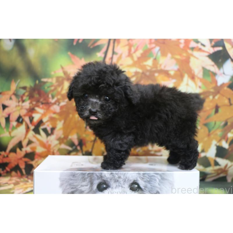 販売中の千葉県のティーカッププードル-427033の9枚目