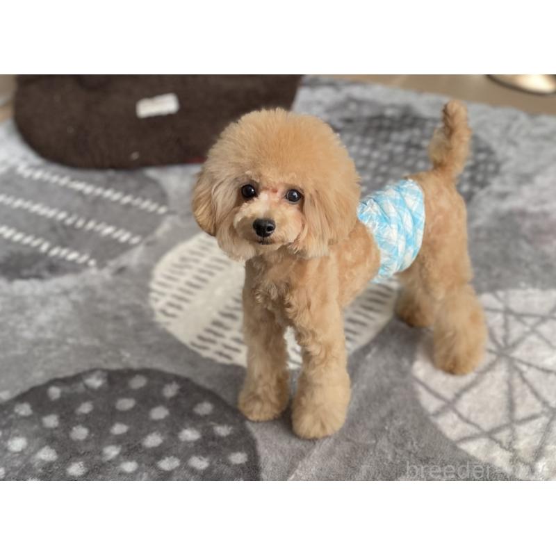 販売中の愛知県のタイニープードル-284802の3枚目