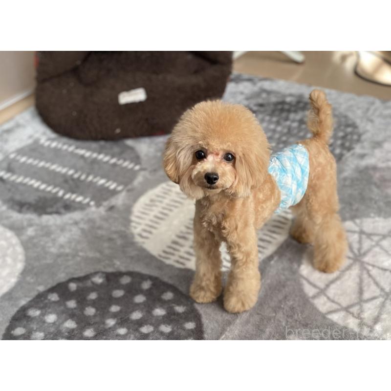 販売中の愛知県のタイニープードル-284802