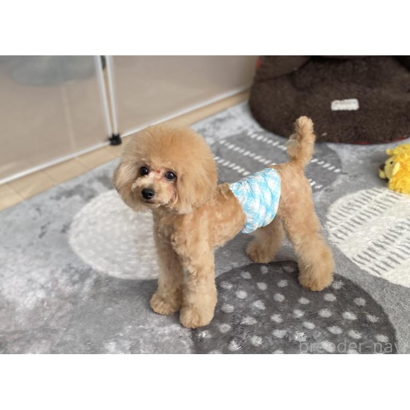 販売中の愛知県のタイニープードル-284802の2枚目