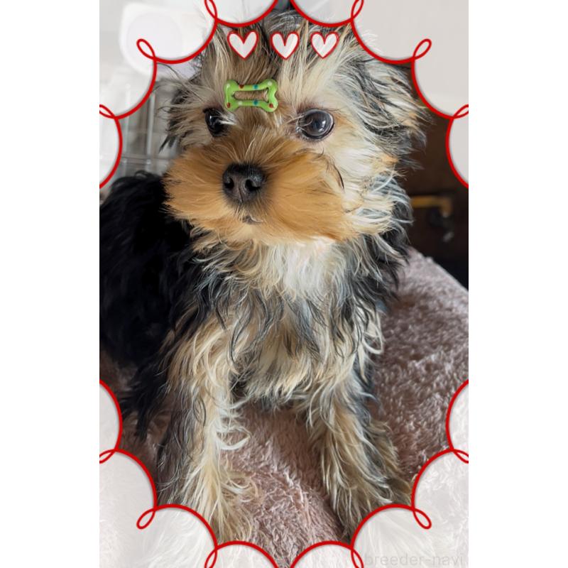 販売中の東京都のヨークシャーテリア-420179の3枚目