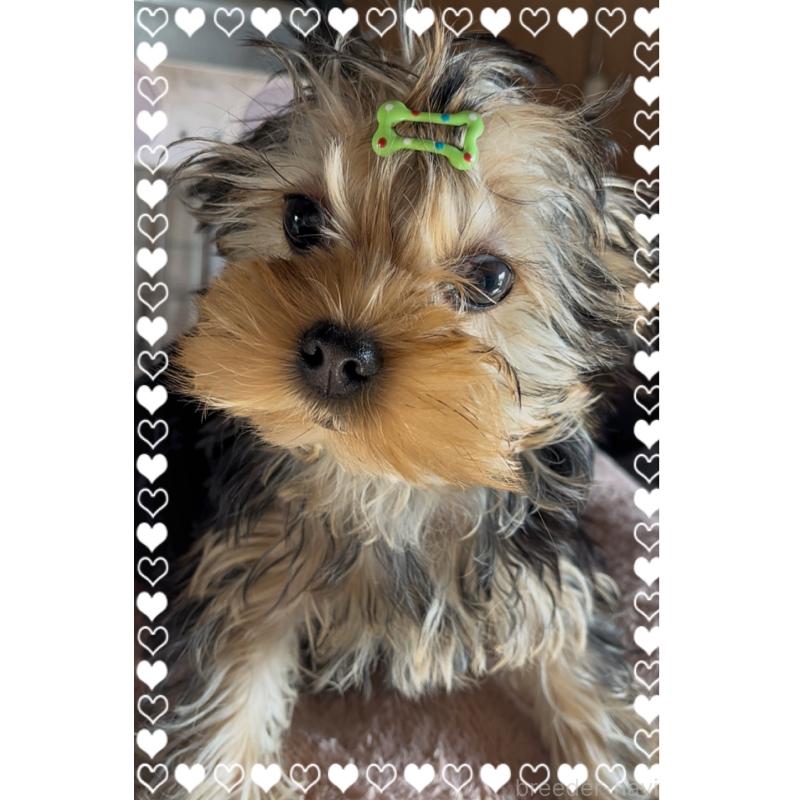 販売中の東京都のヨークシャーテリア-420179