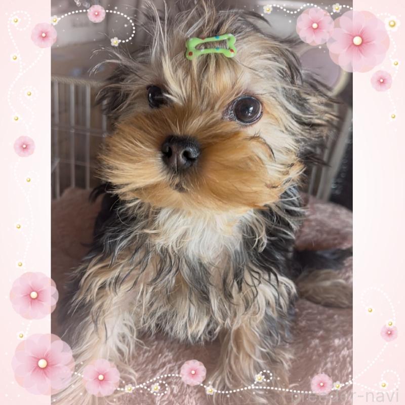 販売中の東京都のヨークシャーテリア-420179の2枚目