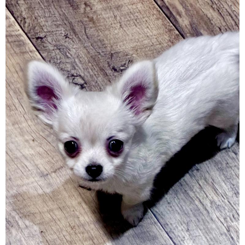 販売中の広島県のチワワ(ロングコート)-427610の4枚目