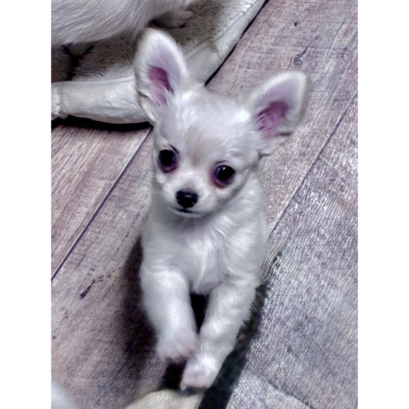 販売中の広島県のチワワ(ロングコート)-427610の3枚目