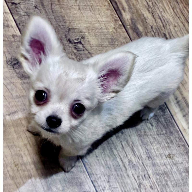 販売中の広島県のチワワ(ロングコート)-427610の2枚目