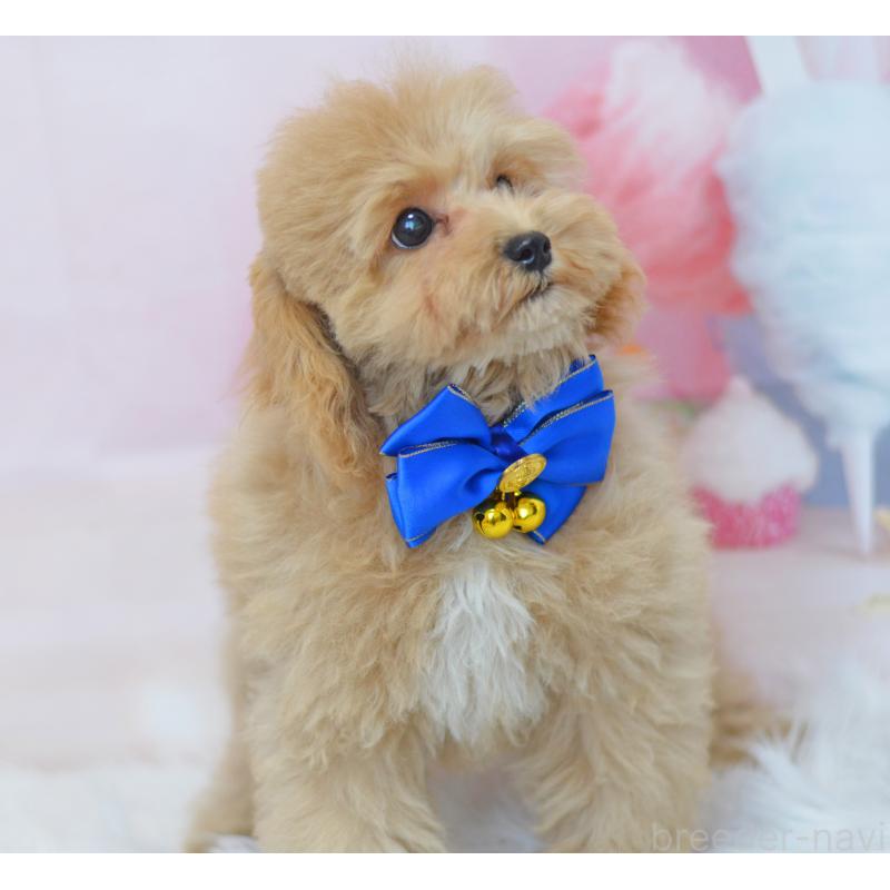 成約済の埼玉県のミックス犬-413226の13枚目