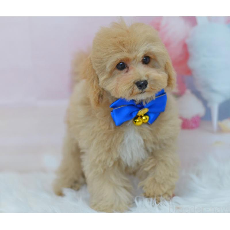 成約済の埼玉県のミックス犬-413226の12枚目