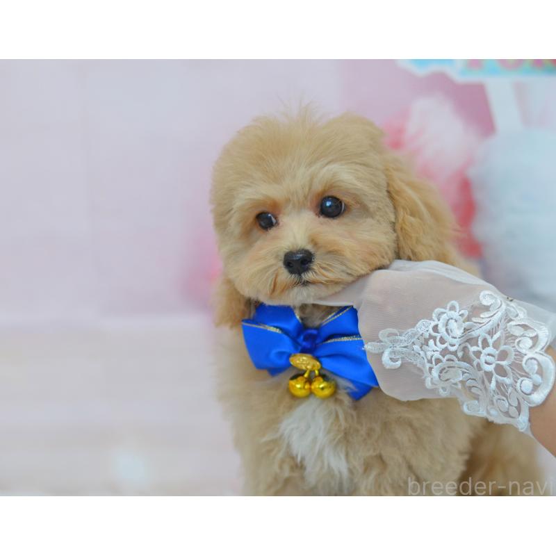 成約済の埼玉県のミックス犬-413226の11枚目