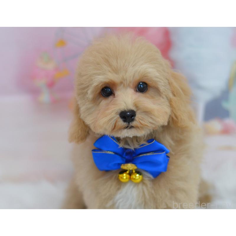 成約済の埼玉県のミックス犬-413226の10枚目