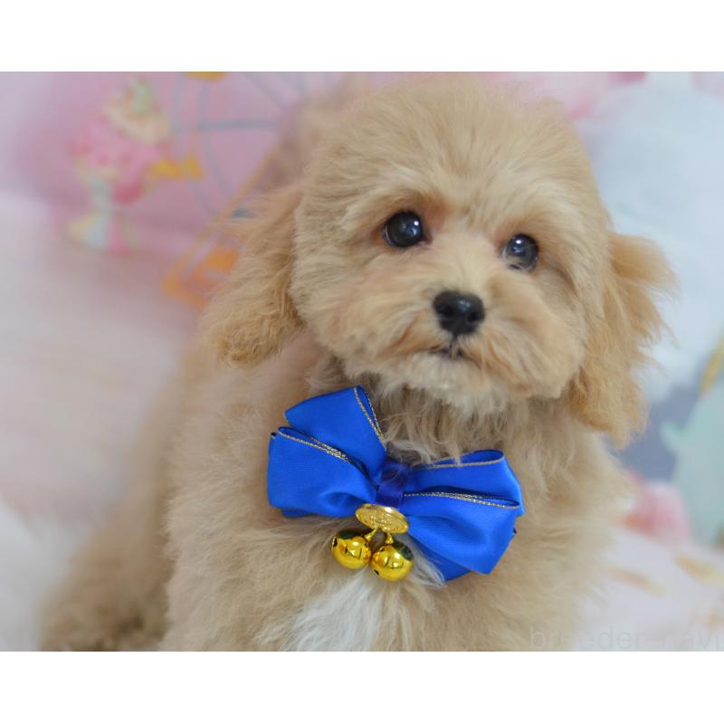 成約済の埼玉県のミックス犬-413226の9枚目