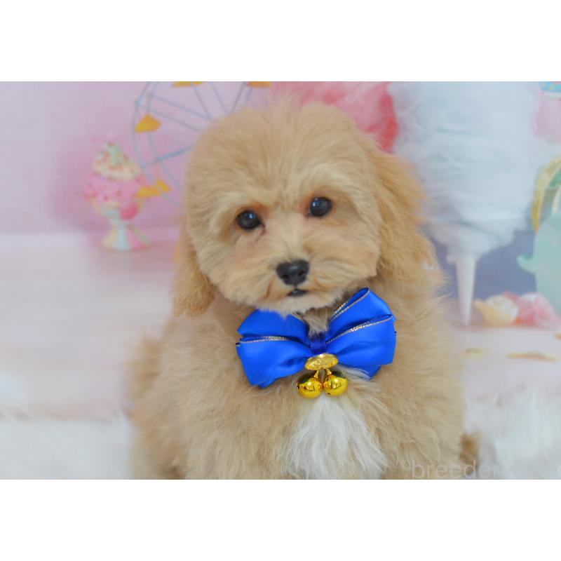 成約済の埼玉県のミックス犬-413226の7枚目