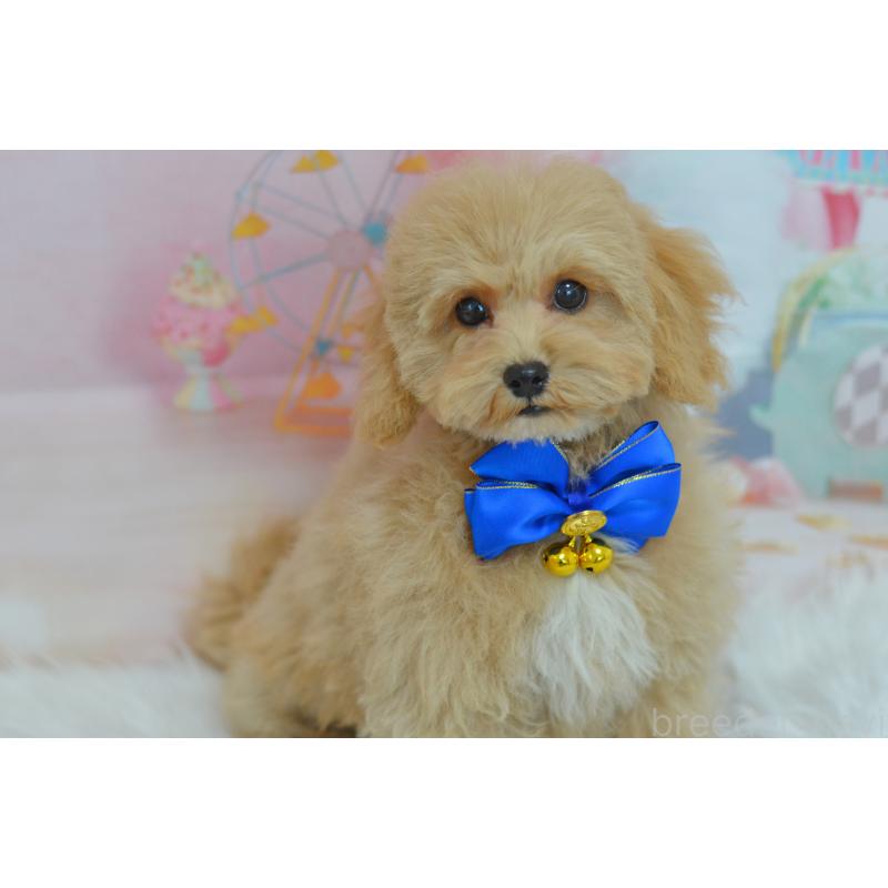 成約済の埼玉県のミックス犬-413226の6枚目