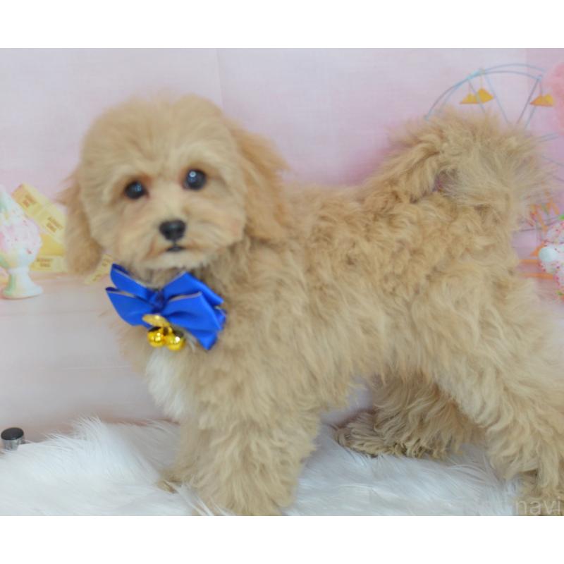 成約済の埼玉県のミックス犬-413226の5枚目