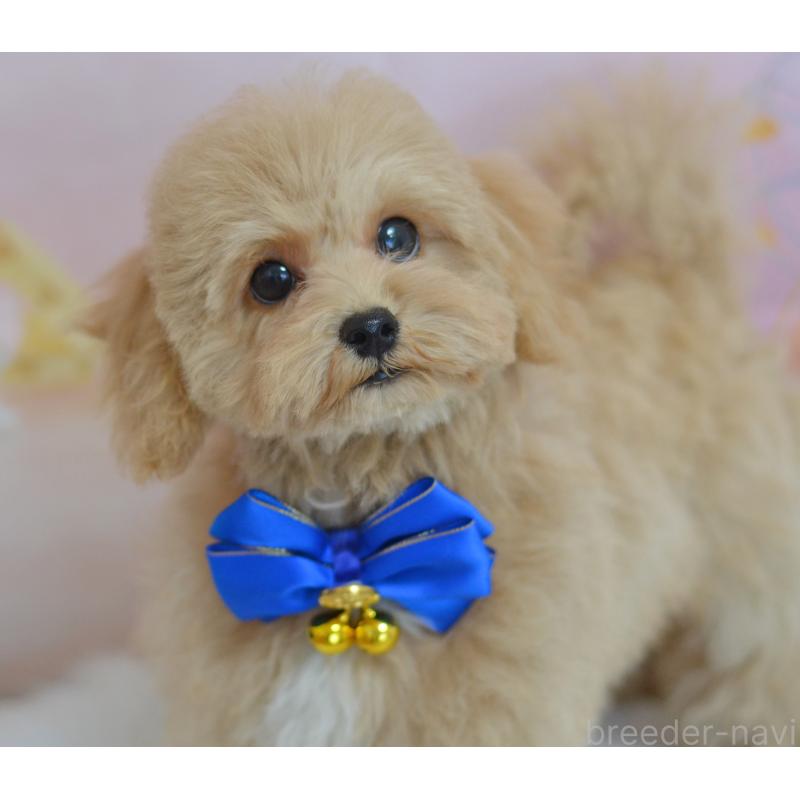 成約済の埼玉県のミックス犬-413226の4枚目