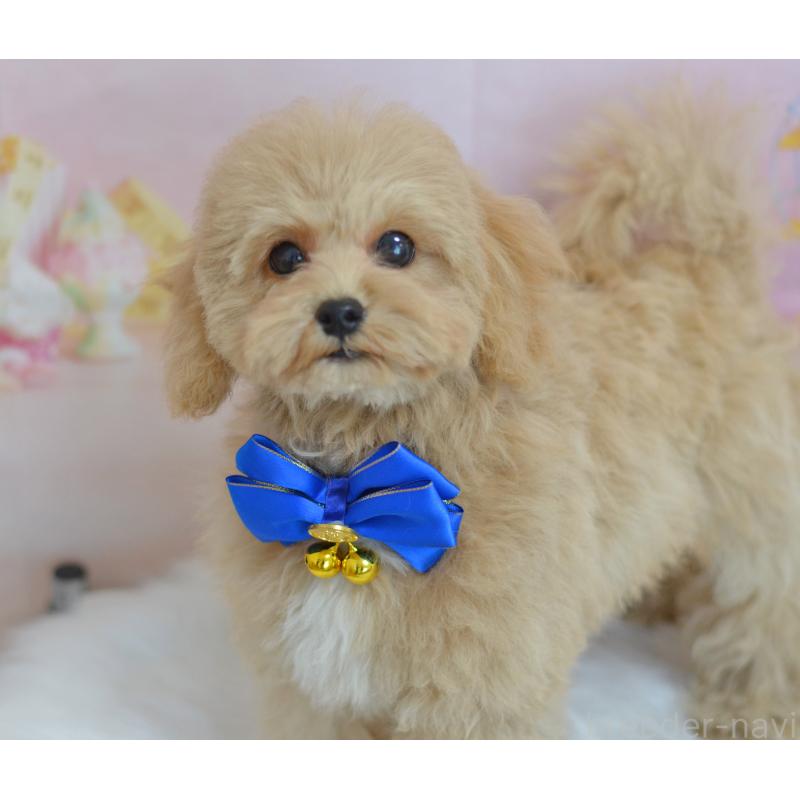 成約済の埼玉県のミックス犬-413226の3枚目