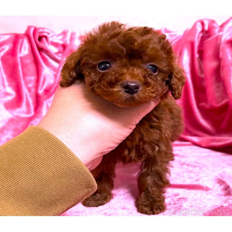 販売中の大阪府のティーカッププードル-427611の1枚目