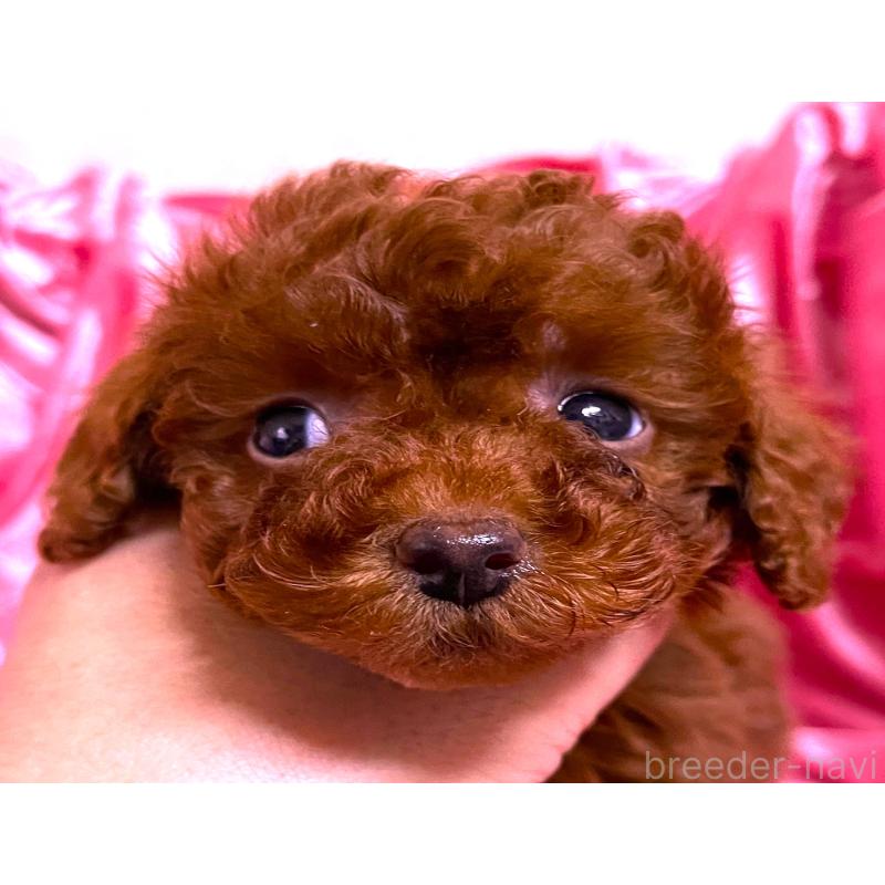 販売中の大阪府のティーカッププードル-427611の5枚目