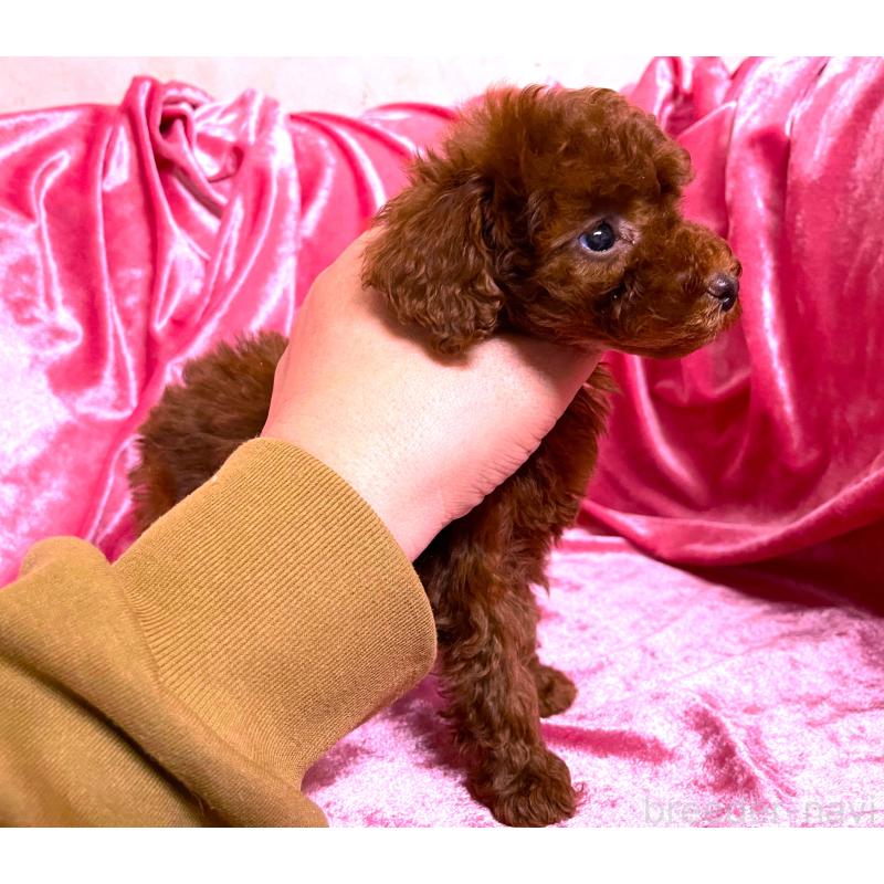 販売中の大阪府のティーカッププードル-427611の4枚目