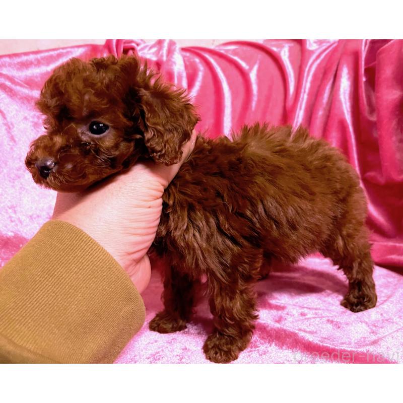 販売中の大阪府のティーカッププードル-427611の3枚目