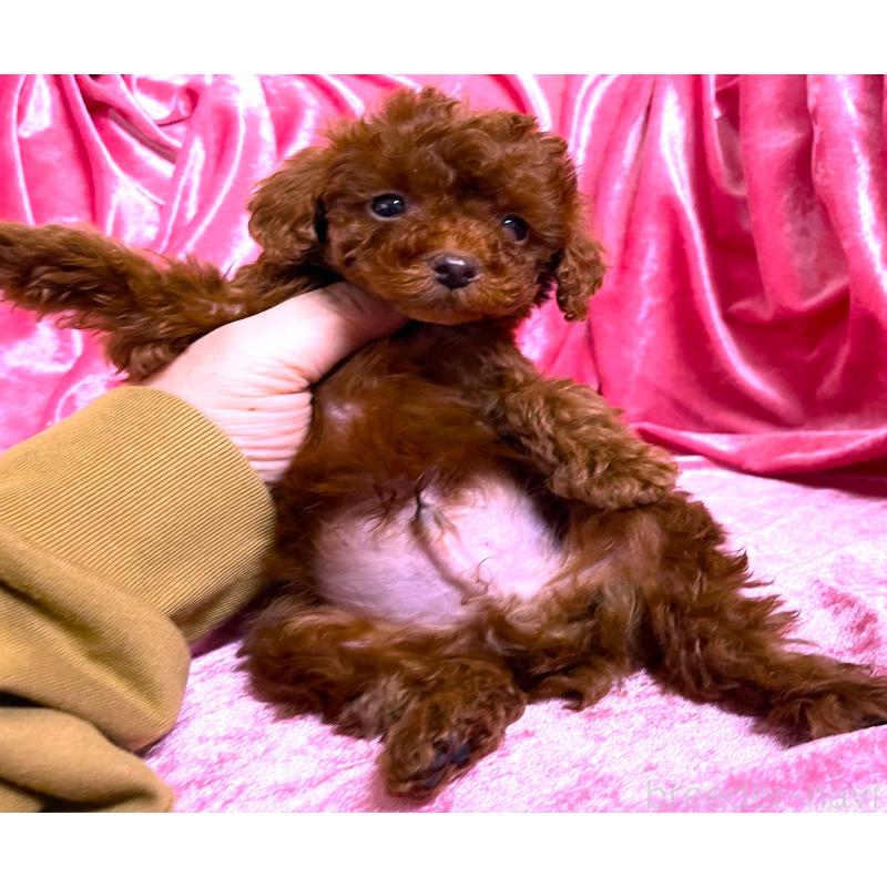 販売中の大阪府のティーカッププードル-427611の2枚目