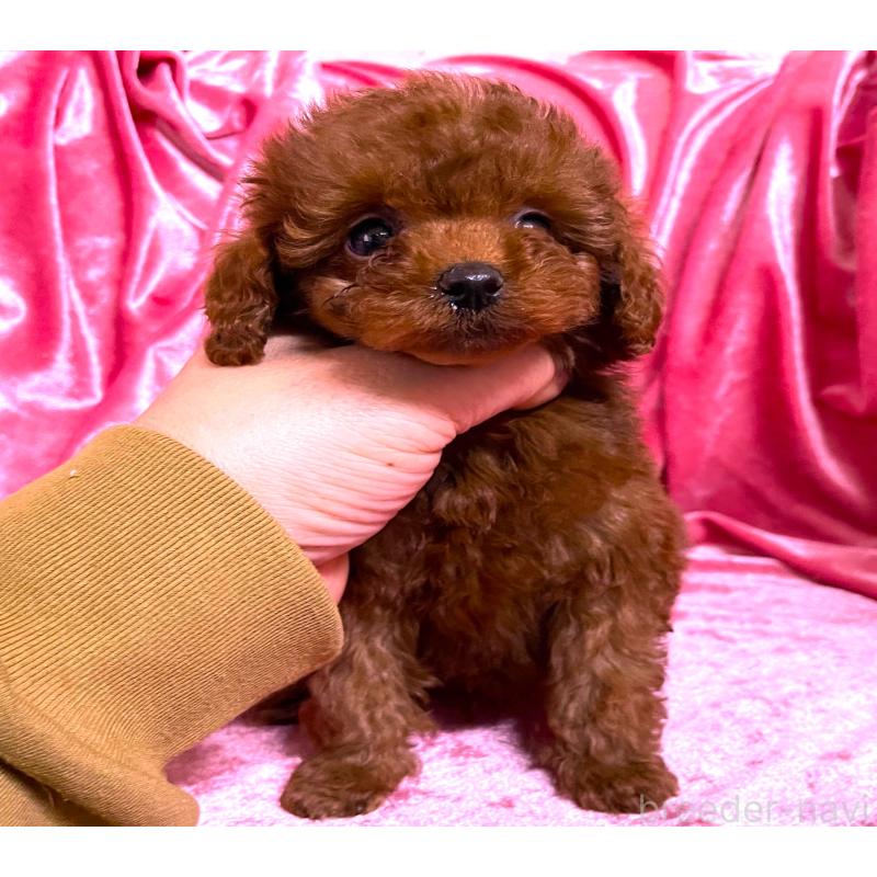 販売中の大阪府のティーカッププードル-427612の1枚目