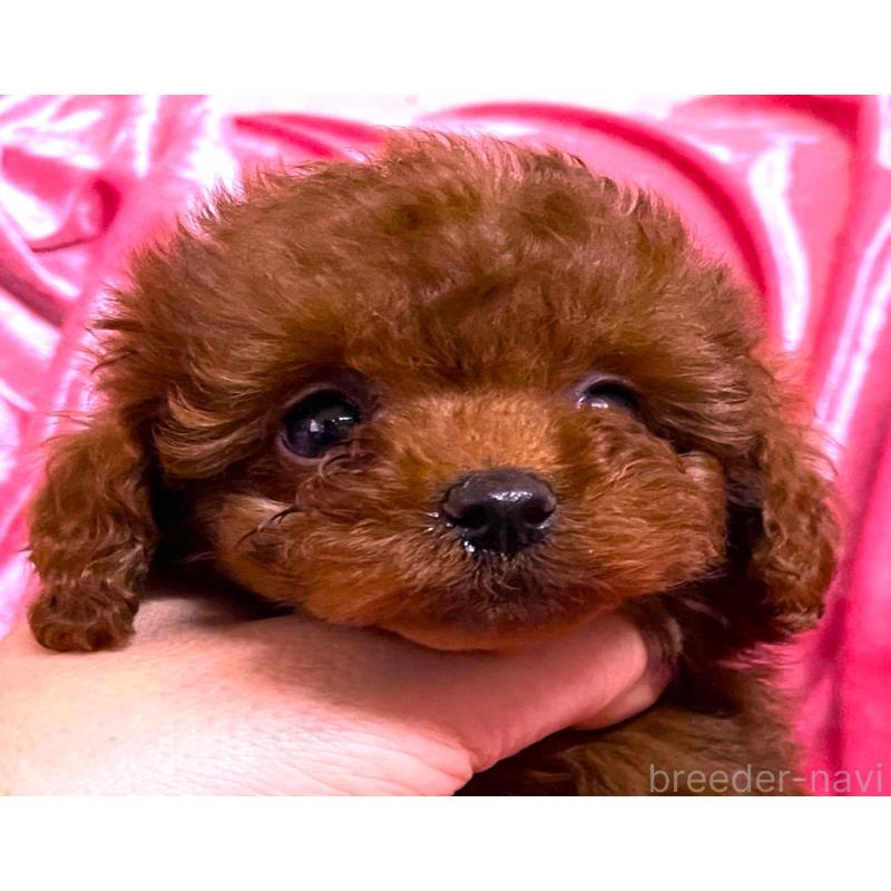 販売中の大阪府のティーカッププードル-427612の5枚目