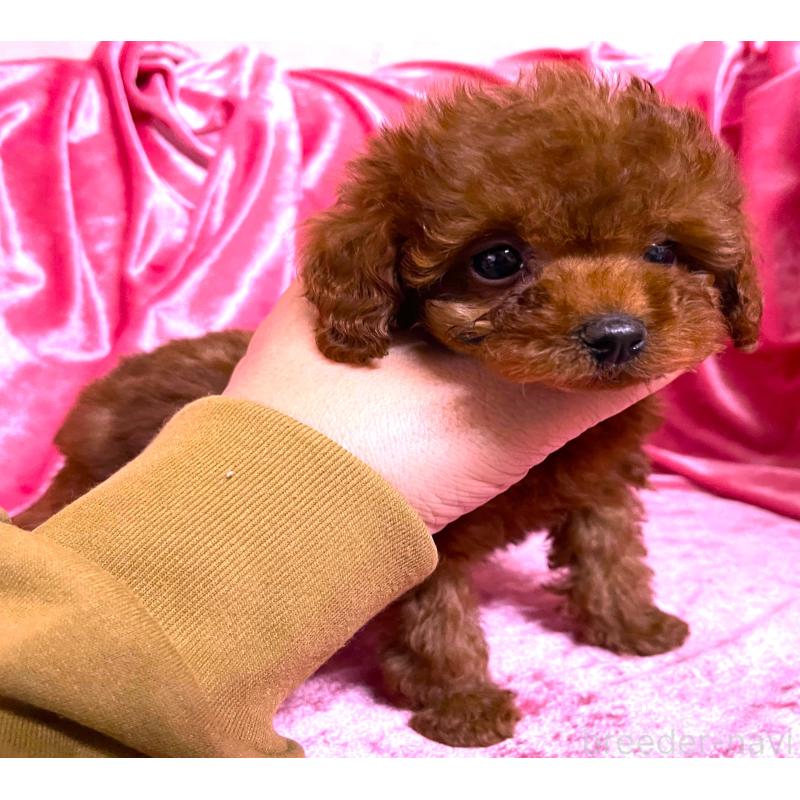 販売中の大阪府のティーカッププードル-427612の4枚目