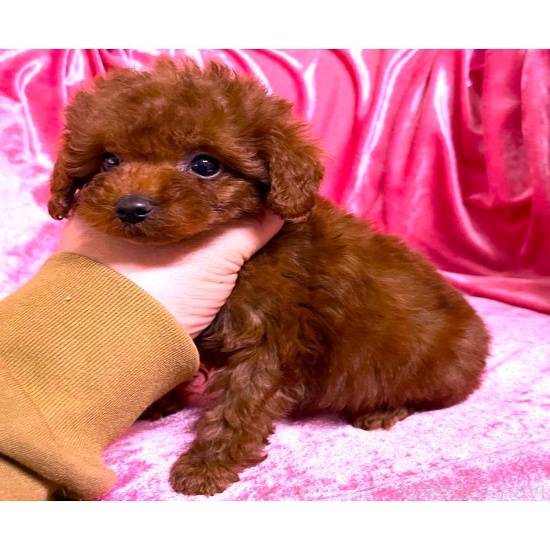 販売中の大阪府のティーカッププードル-427612の3枚目