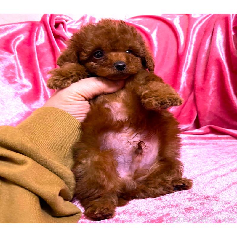 販売中の大阪府のティーカッププードル-427612の2枚目