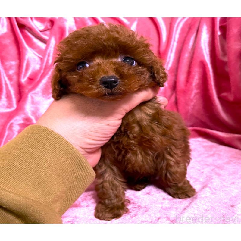 販売中の大阪府のティーカッププードル-427613の1枚目