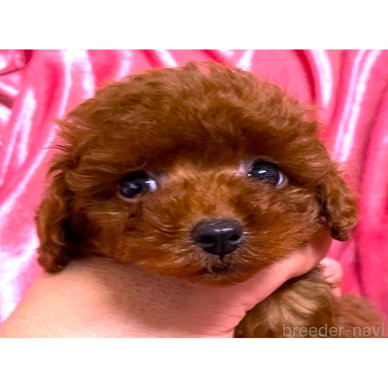 販売中の大阪府のティーカッププードル-427613の5枚目
